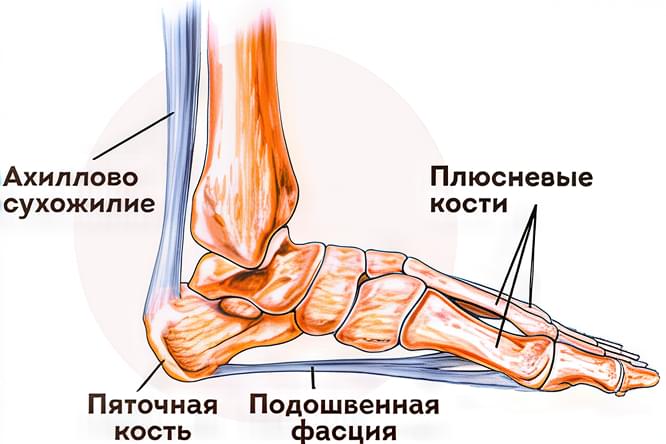 Строение стопы